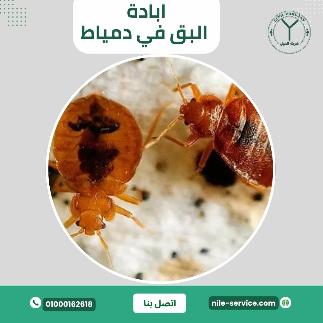 ابادة البق في دمياط