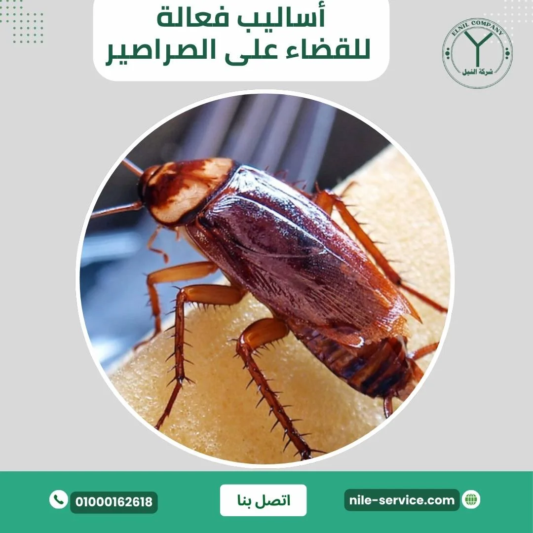 أساليب فعالة للقضاء على الصراصير
