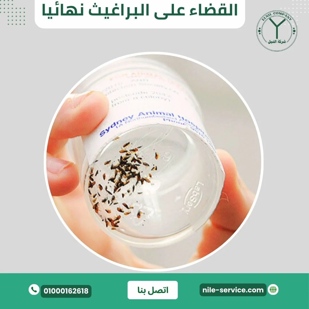 القضاء على البراغيث نهائياً في دمياط