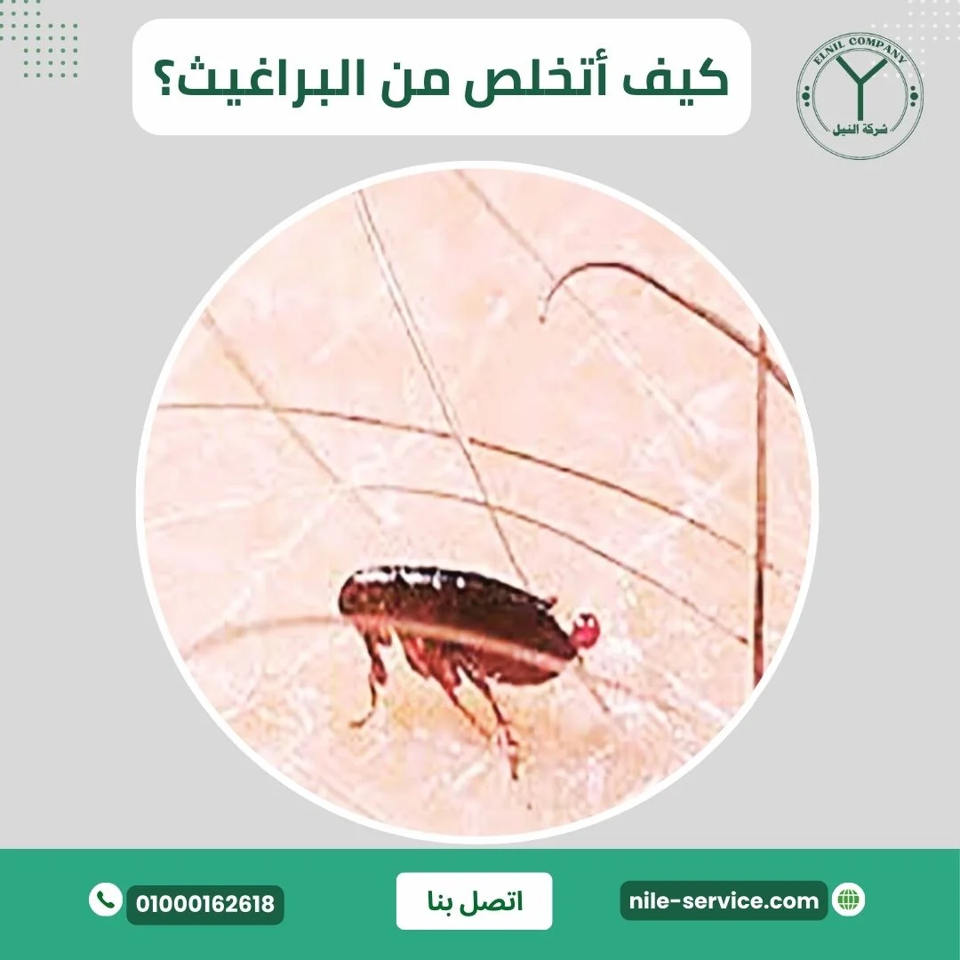 كيف أتخلص من البراغيث