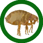 ابادة البراغيث