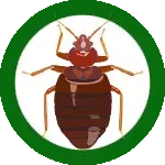 ابادة الصراصير