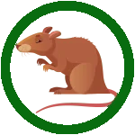 ابادة الفئران