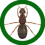 ابادة النمل