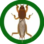 ابادة سوس الخشب