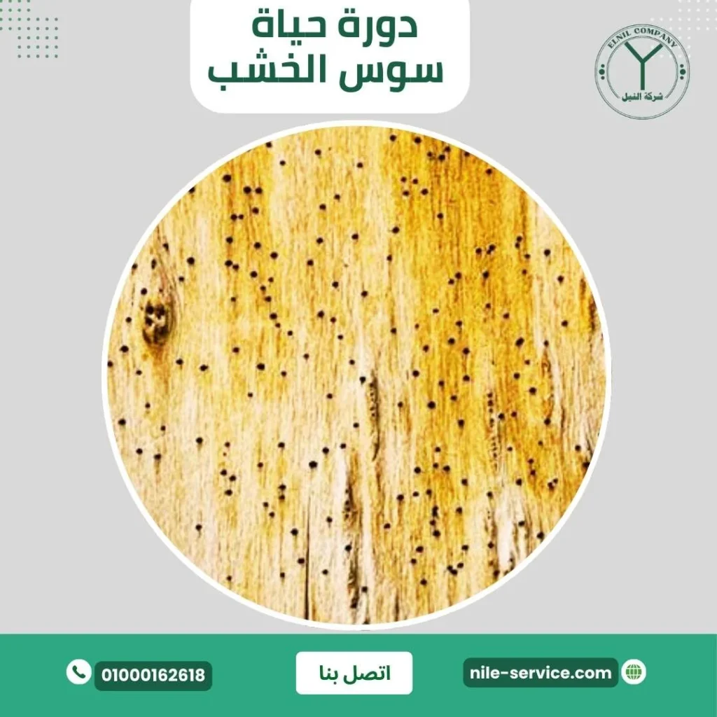 دورة حياة سوس الخشب