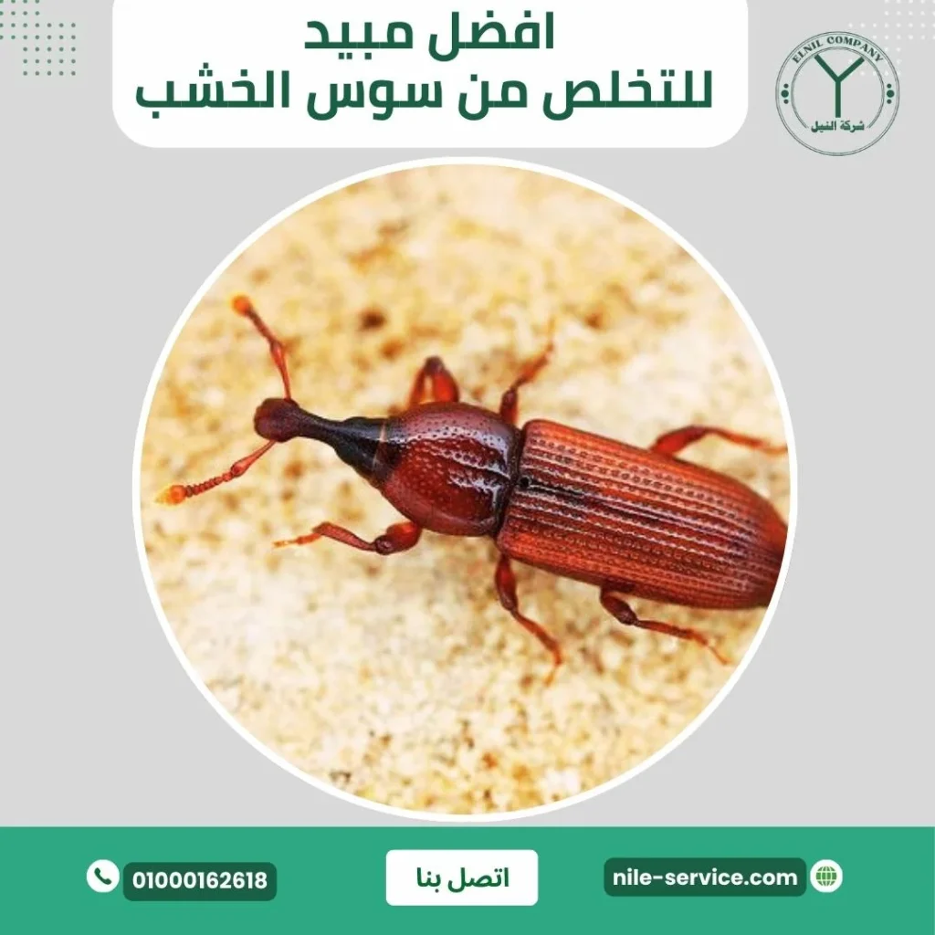 أفضل مبيد للتخلص من سوس الخشب