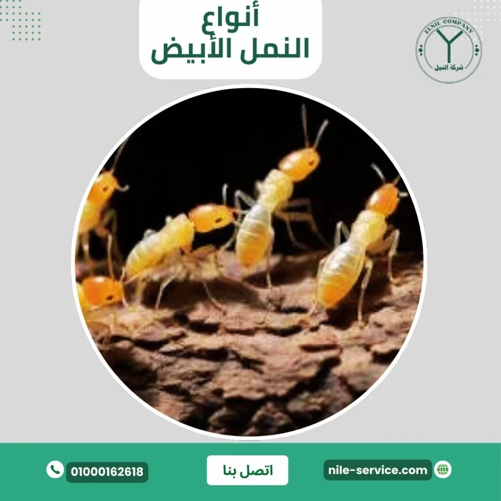 أنواع النمل الأبيض
