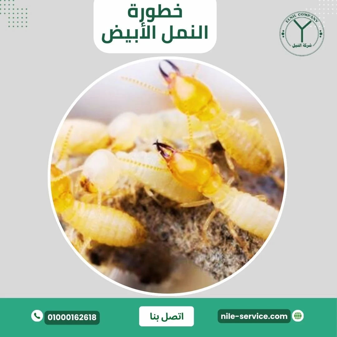 خطورة النمل الأبيض