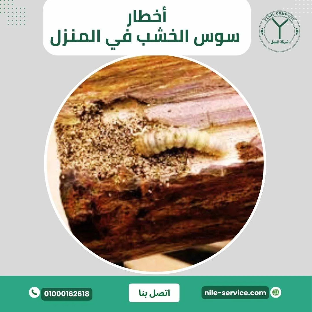أخطار سوس الخشب في المنزل