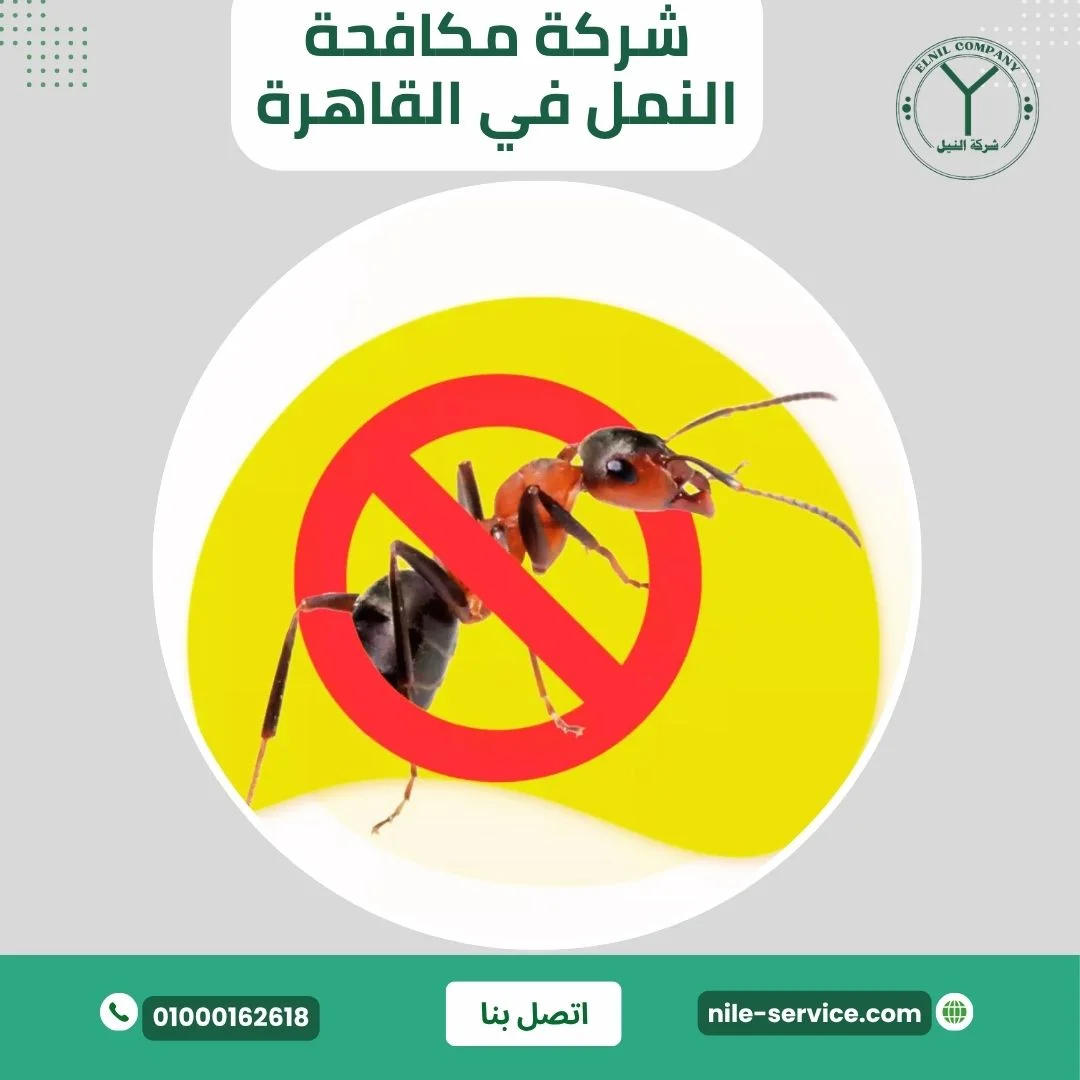 شركة مكافحة النمل في القاهرة
